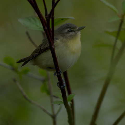 Philadelphia Vireo