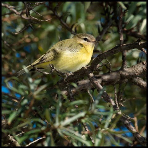 Philadelphia Vireo
