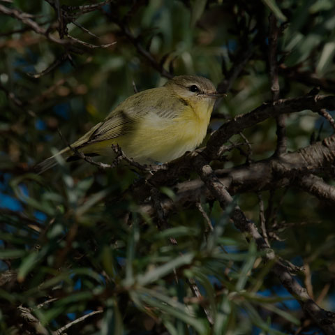 Philadelphia Vireo