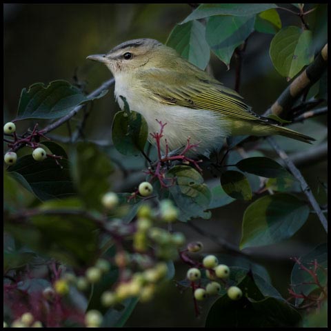 Red-eyed Vireo