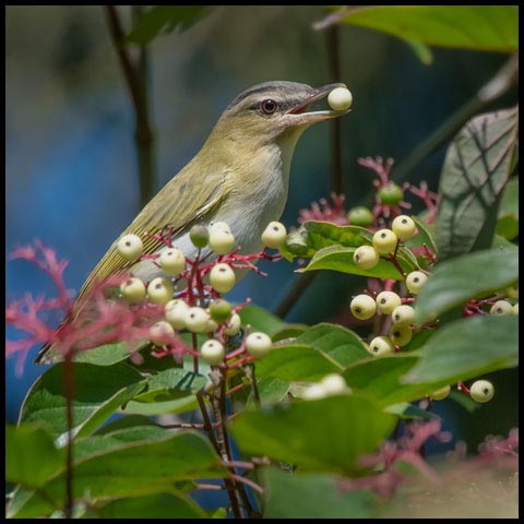 Red-eyed Vireo