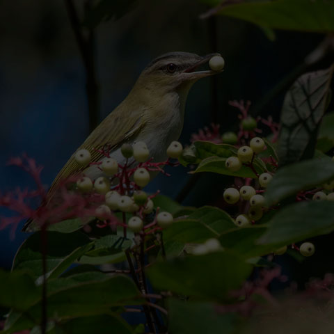 Red-eyed Vireo