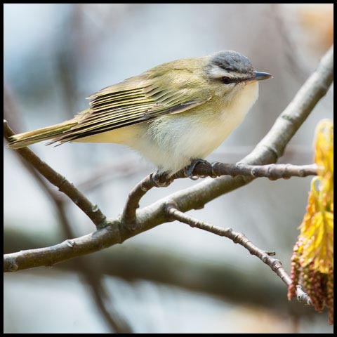 Red-eyed Vireo