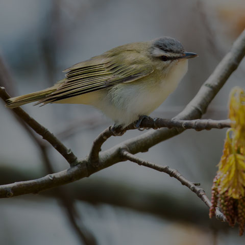 Red-eyed Vireo