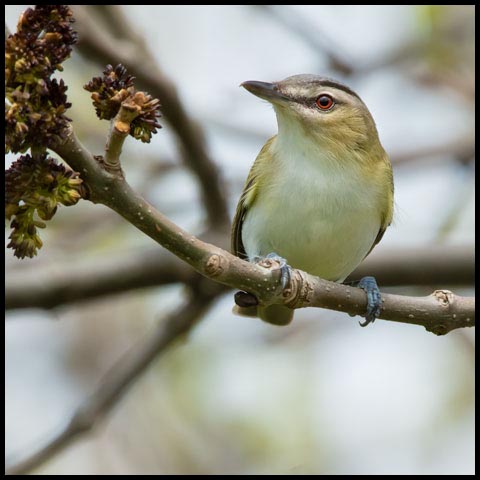 Red-eyed Vireo
