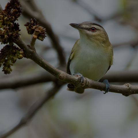 Red-eyed Vireo