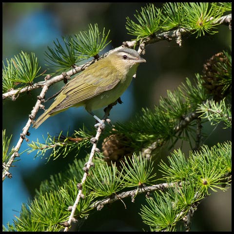 Red-eyed Vireo