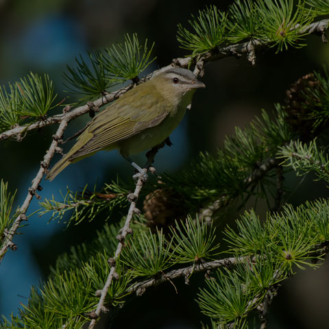 Red-eyed Vireo