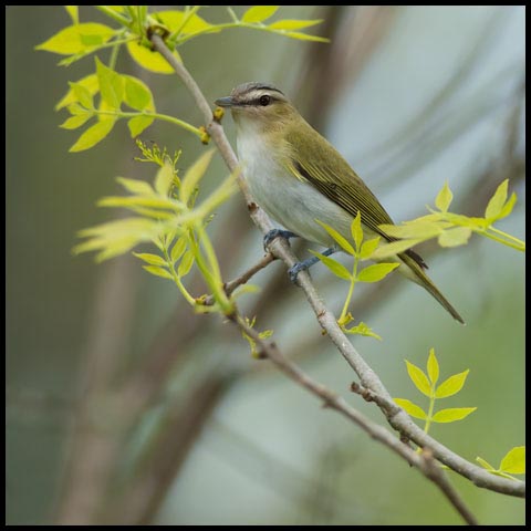 Red-eyed Vireo