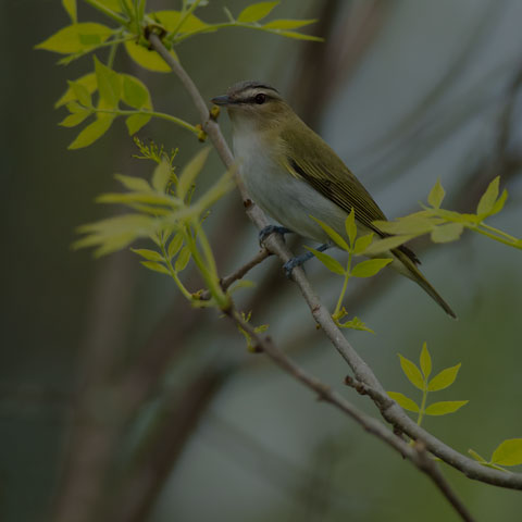 Red-eyed Vireo