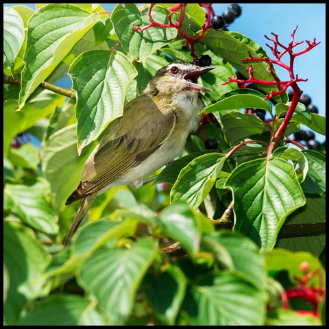 Red-eyed Vireo