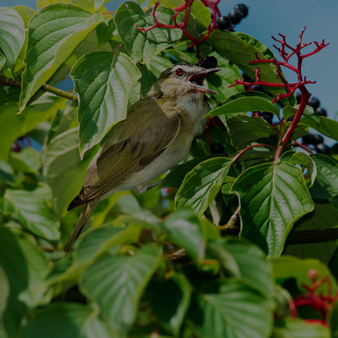 Red-eyed Vireo
