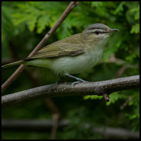 Red-eyed Vireo