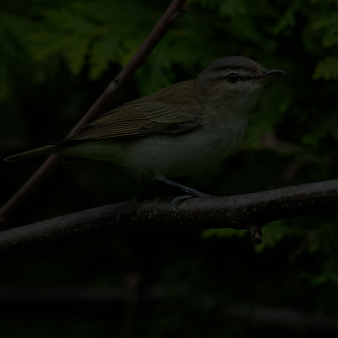 Red-eyed Vireo