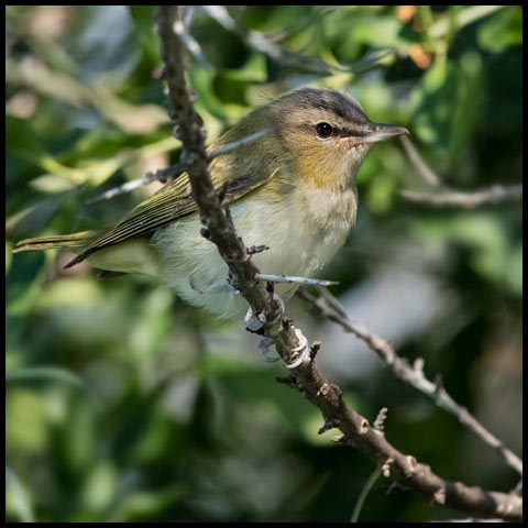 Red-eyed Vireo