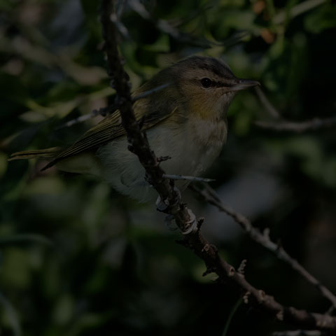 Red-eyed Vireo
