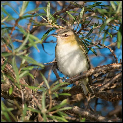 Red-eyed Vireo