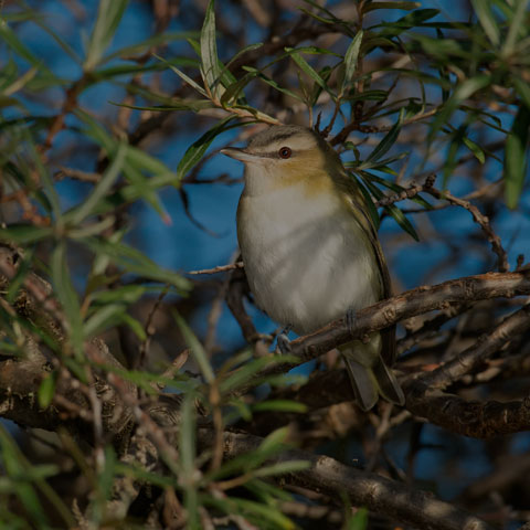 Red-eyed Vireo