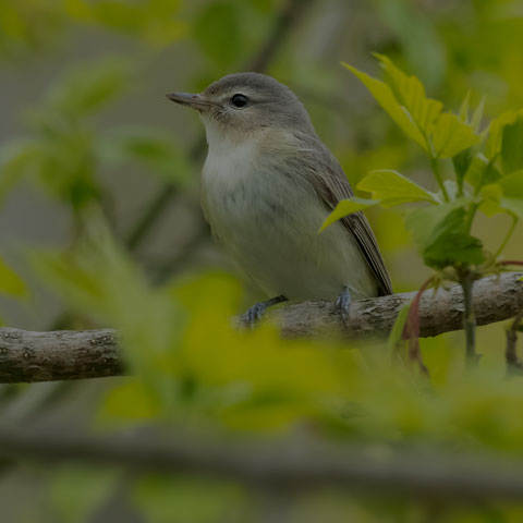 Warbling Vireo