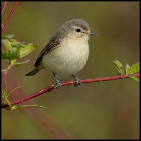 Warbling Vireo