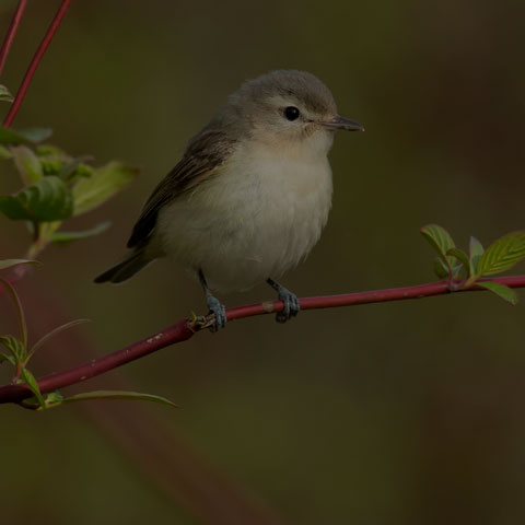 Warbling Vireo