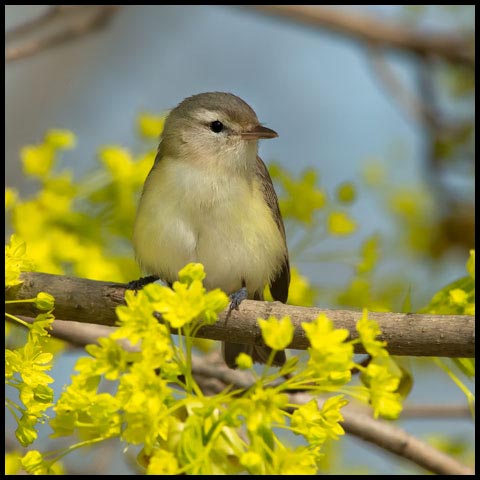 Warbling Vireo