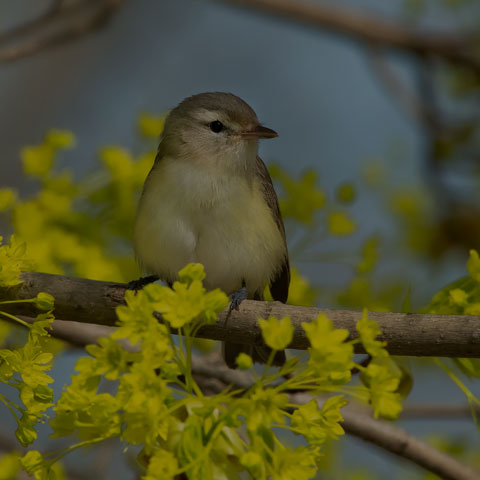 Warbling Vireo