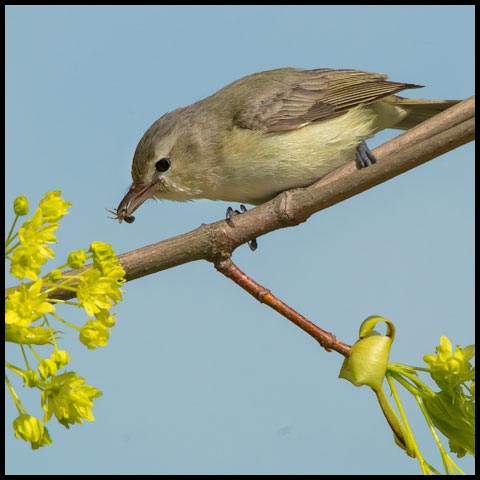 Warbling Vireo