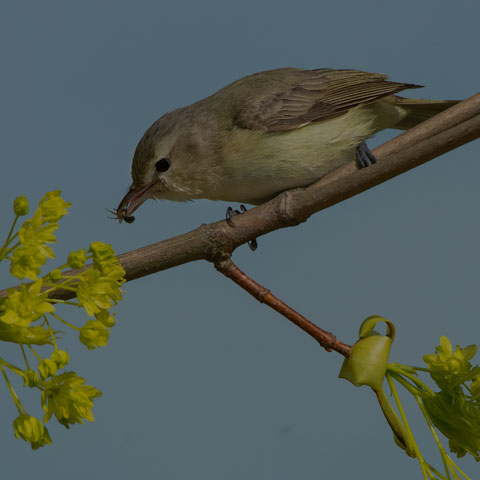 Warbling Vireo