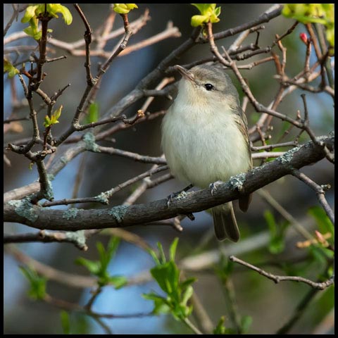 Warbling Vireo