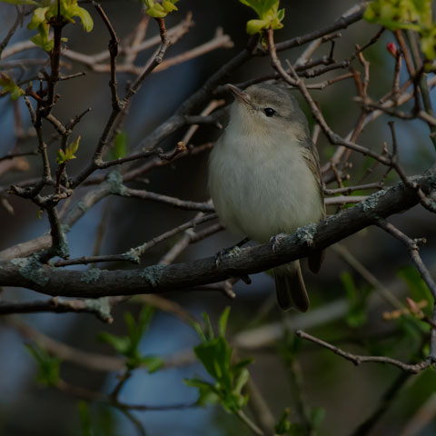 Warbling Vireo