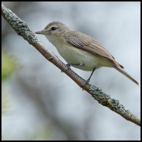 Warbling Vireo