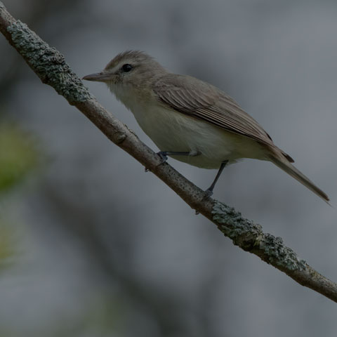 Warbling Vireo
