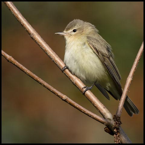 Warbling Vireo