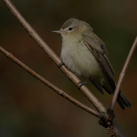 Warbling Vireo