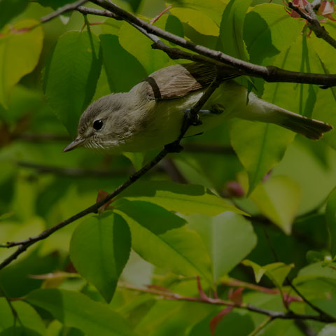 Warbling Vireo