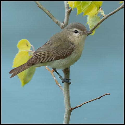 Warbling Vireo