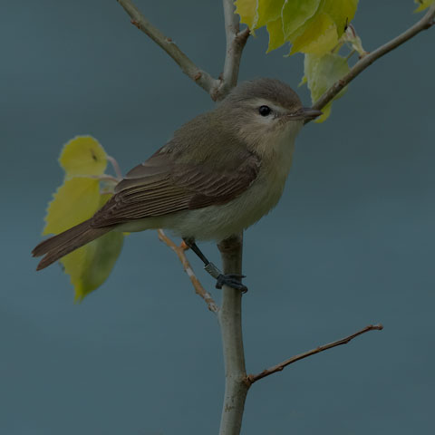 Warbling Vireo