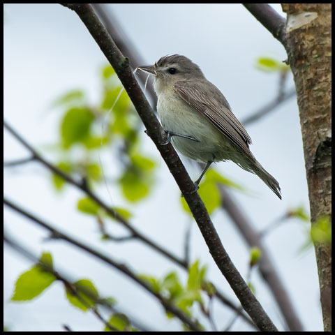 Warbling Vireo