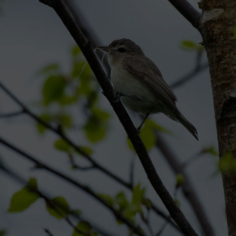 Warbling Vireo