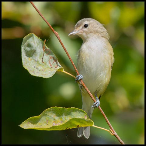 Warbling Vireo