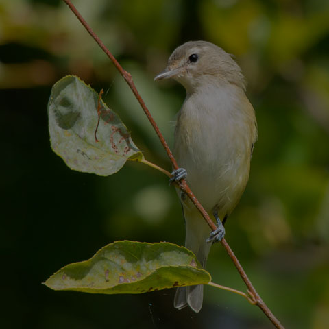 Warbling Vireo