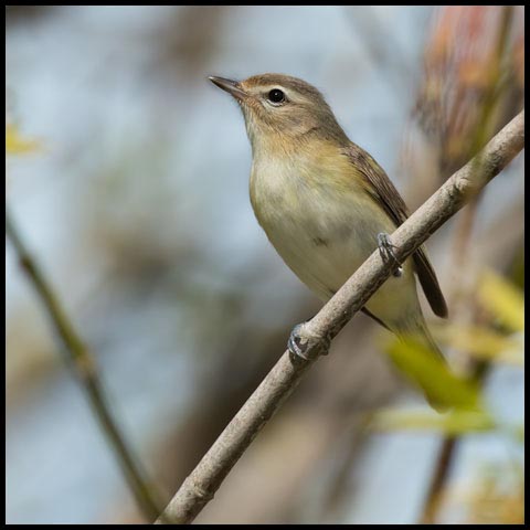 Warbling Vireo