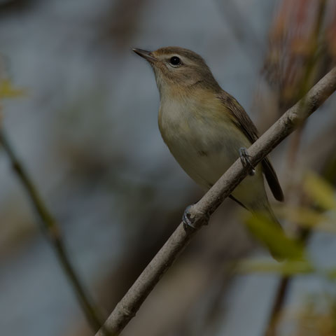 Warbling Vireo