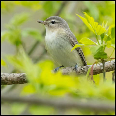 Warbling Vireo