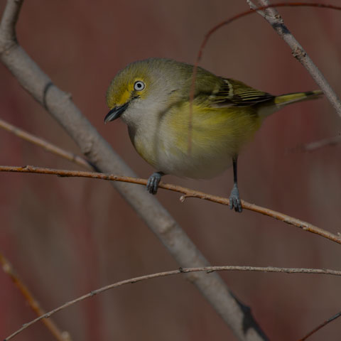 White-eyed Vireo
