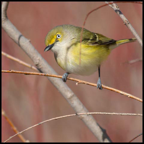 White-eyed Vireo