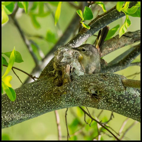 American Redstart