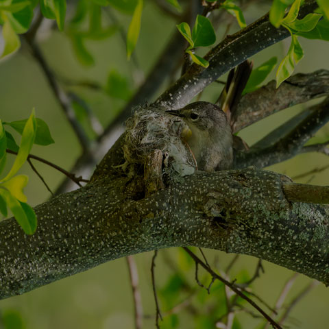 American Redstart
