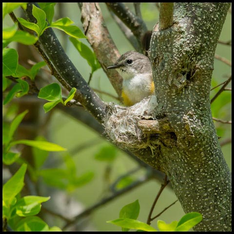 American Redstart